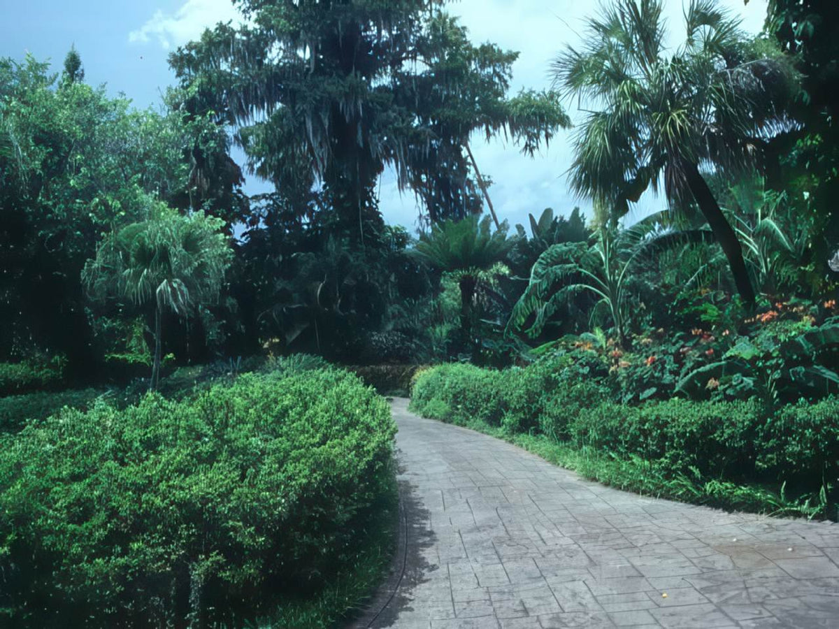 Tropical Garden Path 1 A4 Photo Print