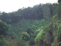 Tropical Hills Ixora A4 Photo Print