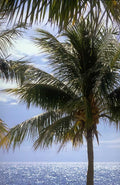 Tropical Palm Beach A4 Photo Print