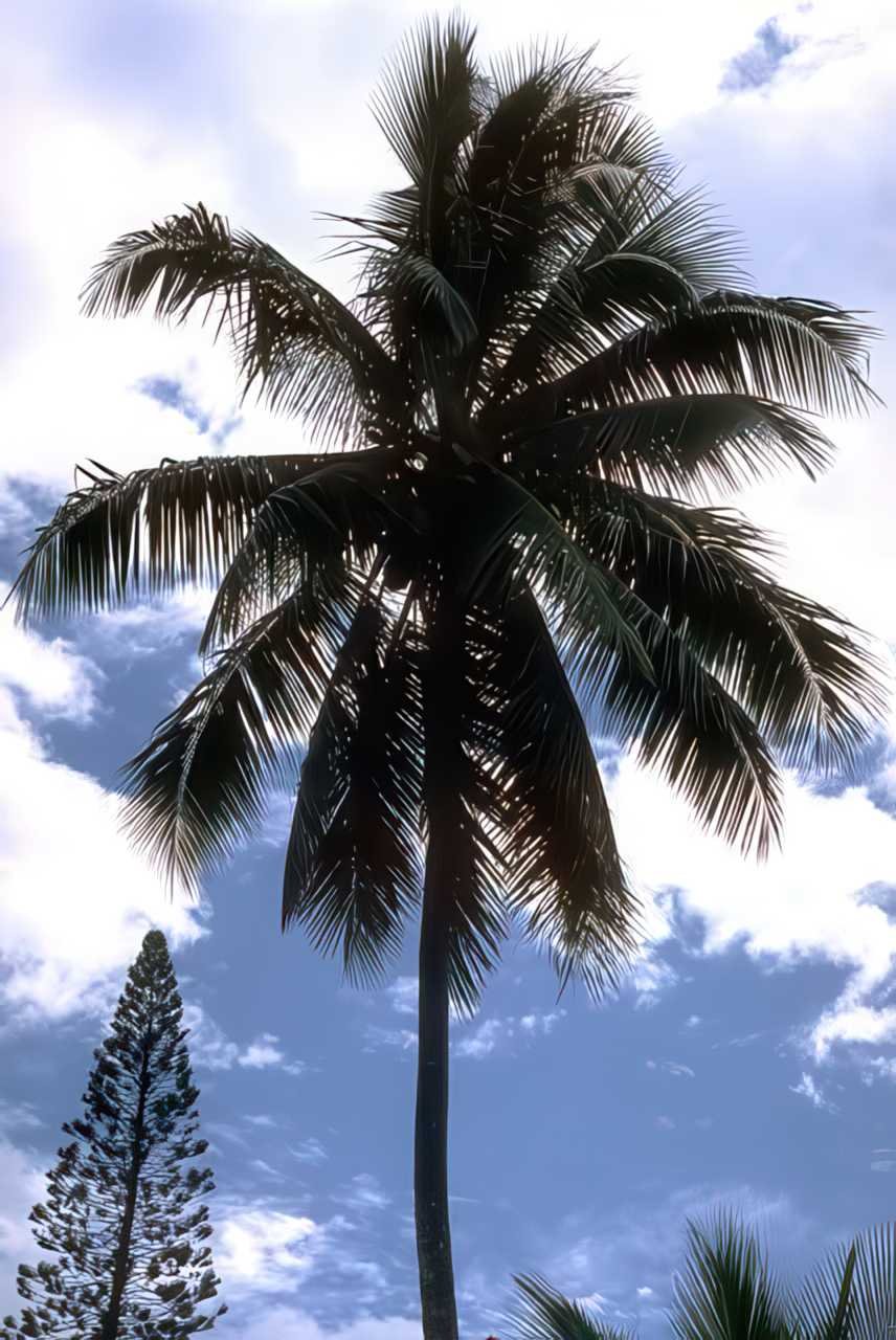 Tropical Palm Tree A4 Photo Print