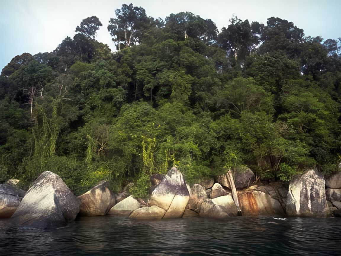 Tropical Rainforest Carey A4 Photo Print