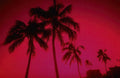 Tropical Sunset Palm 3 A4 Photo Print x
