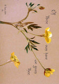 Trotter Isabella Lilias 1853 1928 Parables of the Cross 1890 Of Thine own A4 Photo Print