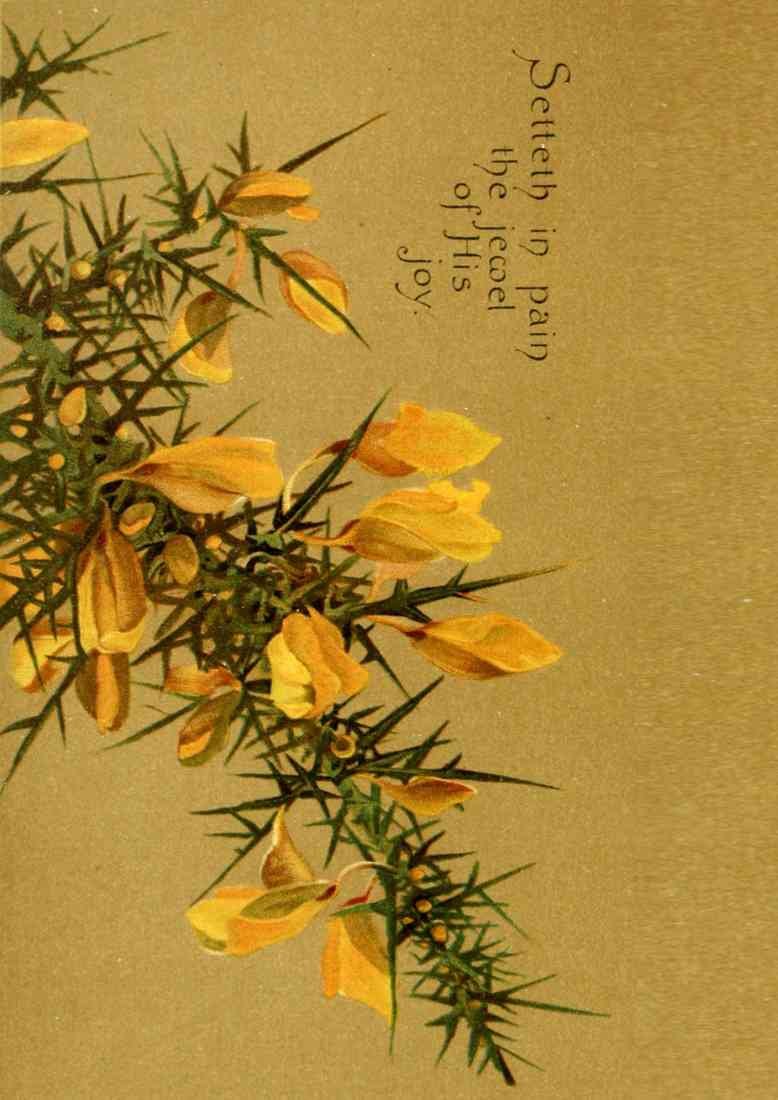 Trotter Isabella Lilias 1853 1928 Parables of the Cross 1890 Setteth in pain A4 Photo Print