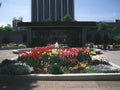 Tulip Fountain Garden A4 Photo Print