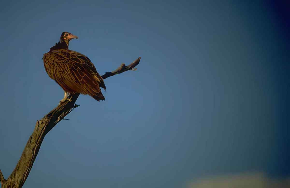 Turkey Vulture Branch A4 Photo Print