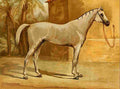 Turnbull Mrs The Arabian Horse 1894 Hermit A4 Photo Print