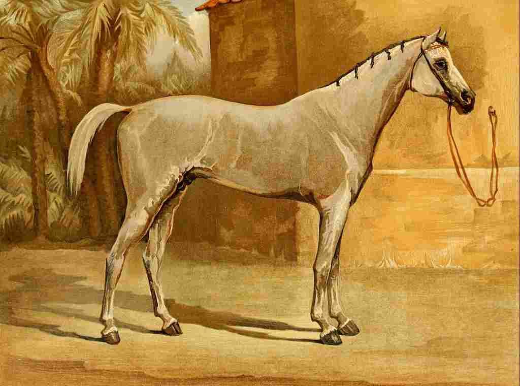 Turnbull Mrs The Arabian Horse 1894 Hermit A4 Photo Print