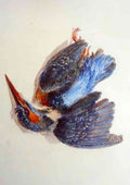 Turner Kingfisher From The Farnley Book Of Birds C1816 A Dead Kingfisher 2 A4 Photo Print