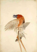 Turner Kingfisher From The Farnley Book Of Birds C1816 A Dead Kingfisher A4 Photo Print