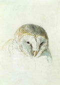 Turner White Barn Owl From The Farnley Book Of Birds A4 Photo Print
