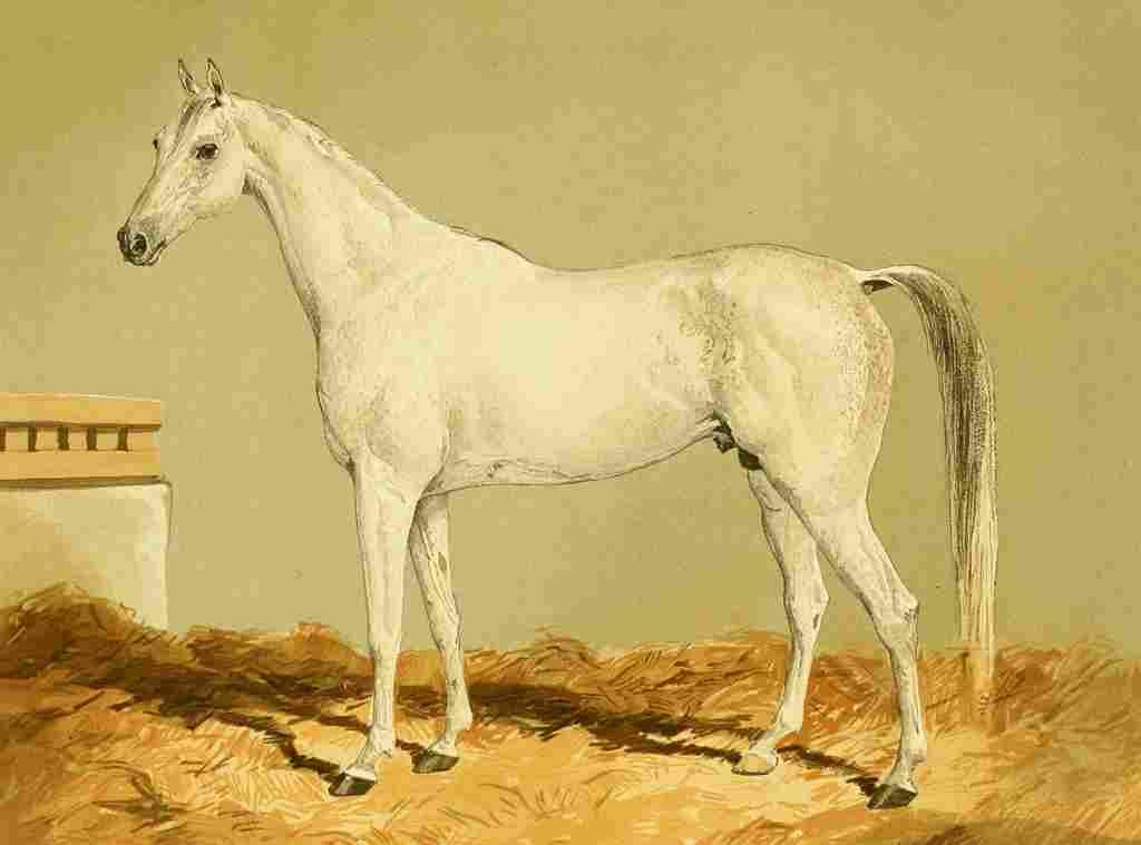 Tweedie William 1836 1914 The Arabian Horse 1894 Greyleg A4 Photo Print