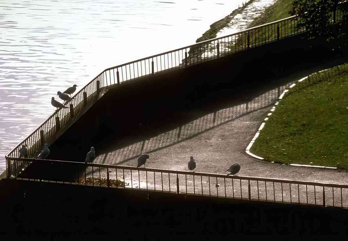 UK pigeons river thames A4 Photo Print