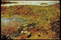 USA Landscapes 176031 Coastal Maine A4 Limited Edition Watercolour Print
