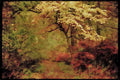 USA Landscapes 176045 Spring Path A4 Limited Edition Watercolour Print