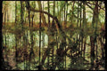 USA Landscapes 176052 Reflections In The Woods, Delaware A4 Limited Edition Watercolour Print