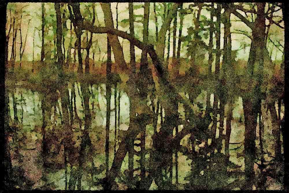 USA Landscapes 176052 Reflections In The Woods, Delaware A4 Limited Edition Watercolour Print