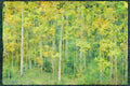 USA Landscapes 176055 Changing Aspens Above Santa Fe A4 Limited Edition Watercolour Print