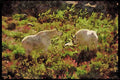 USA Landscapes 176061 Mountain Goats, Washington A4 Limited Edition Watercolour Print