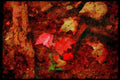 USA Landscapes 176067 Autumn Leaves, Adirondacks, New York A4 Limited Edition Watercolour Print