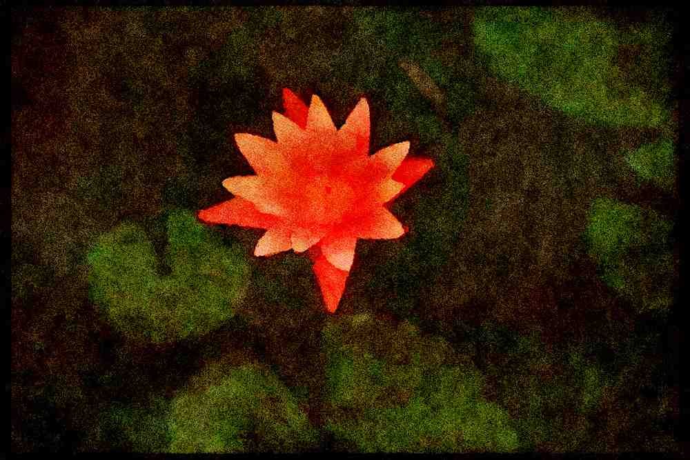 USA Landscapes 176071 Water Lily, Pennsylvania A4 Limited Edition Watercolour Print