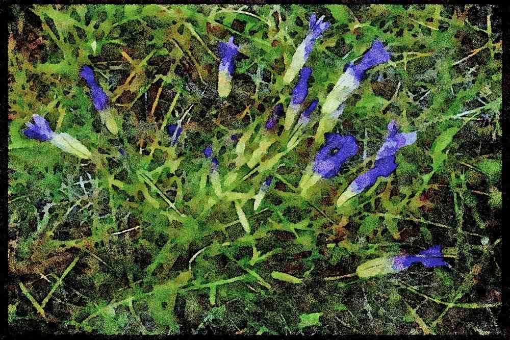 USA Landscapes 176073 Wild Irises, Wyoming A4 Limited Edition Watercolour Print