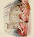 Unknown Cats 1877 Abyssinian A4 Photo Print