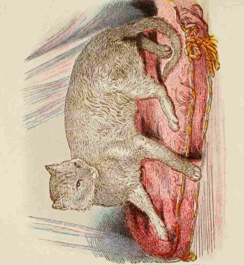 Unknown Cats 1877 Abyssinian A4 Photo Print