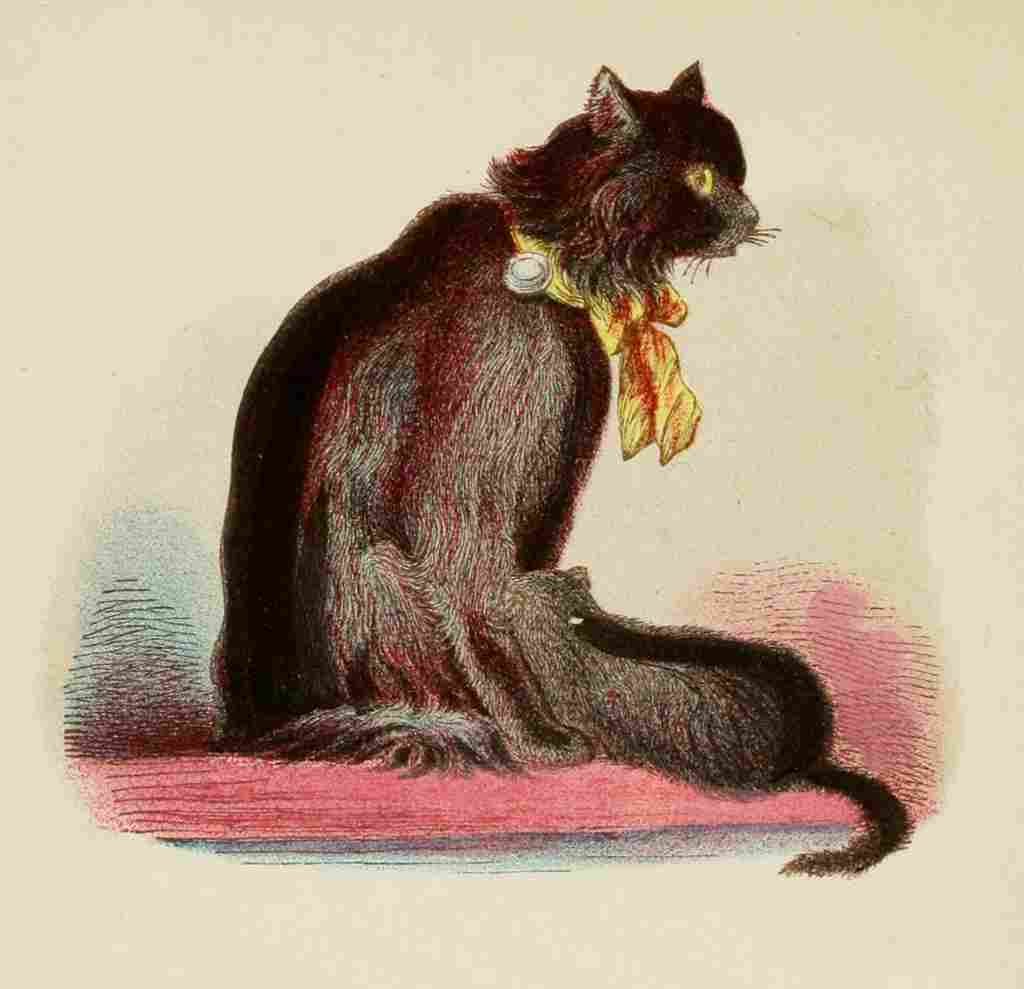 Unknown Cats 1877 Angora A4 Photo Print