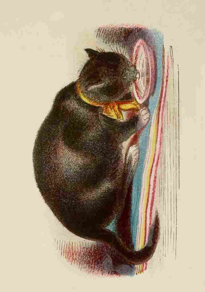 Unknown Cats 1877 Black A4 Photo Print