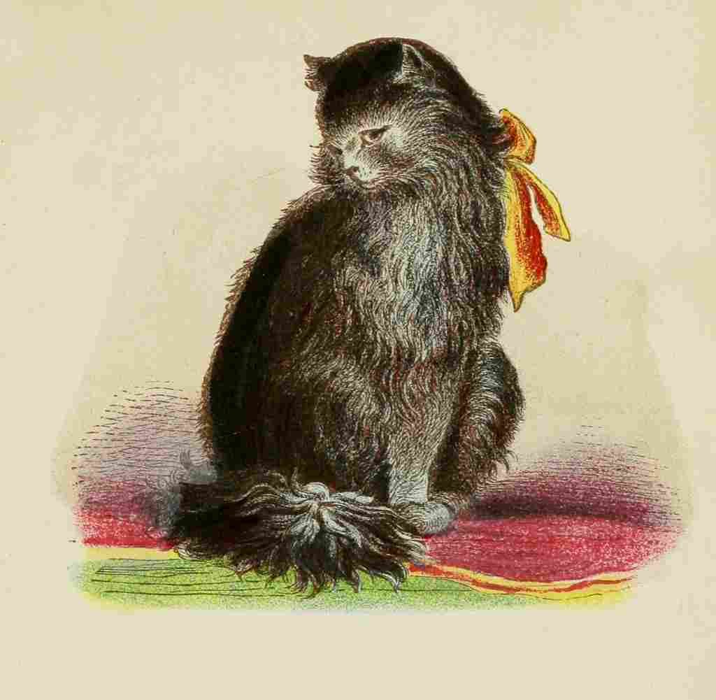 Unknown Cats 1877 Long haired black A4 Photo Print