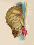 Unknown Cats 1877 Manx A4 Photo Print