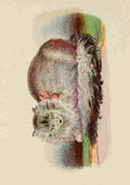 Unknown Cats 1877 Persian A4 Photo Print