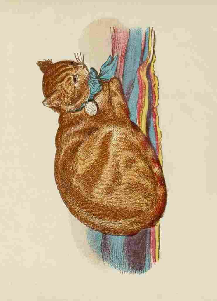 Unknown Cats 1877 Red Tabby A4 Photo Print