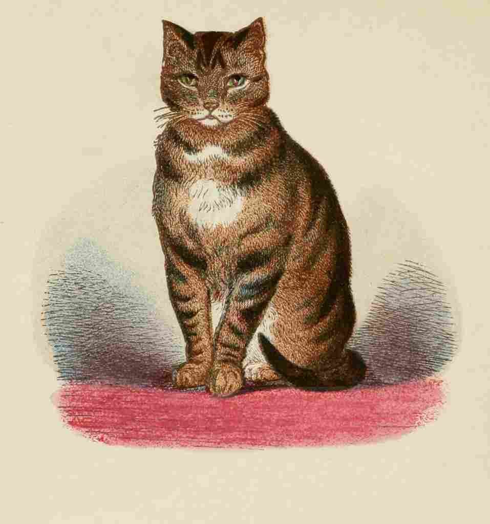 Unknown Cats 1877 Striped or brown Tabby A4 Photo Print