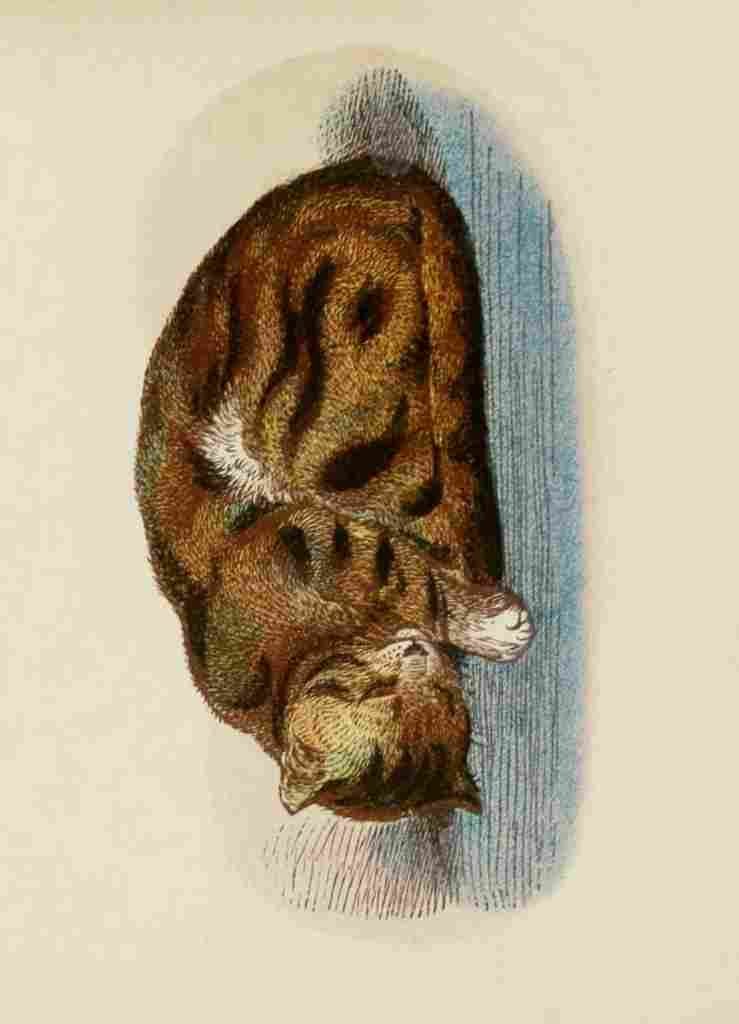 Unknown Cats 1877 Tabby & White A4 Photo Print