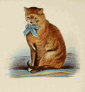 Unknown Cats 1877 Tortoiseshel A4 Photo Print
