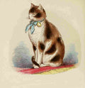 Unknown Cats 1877 Tortoiseshell & White A4 Photo Print