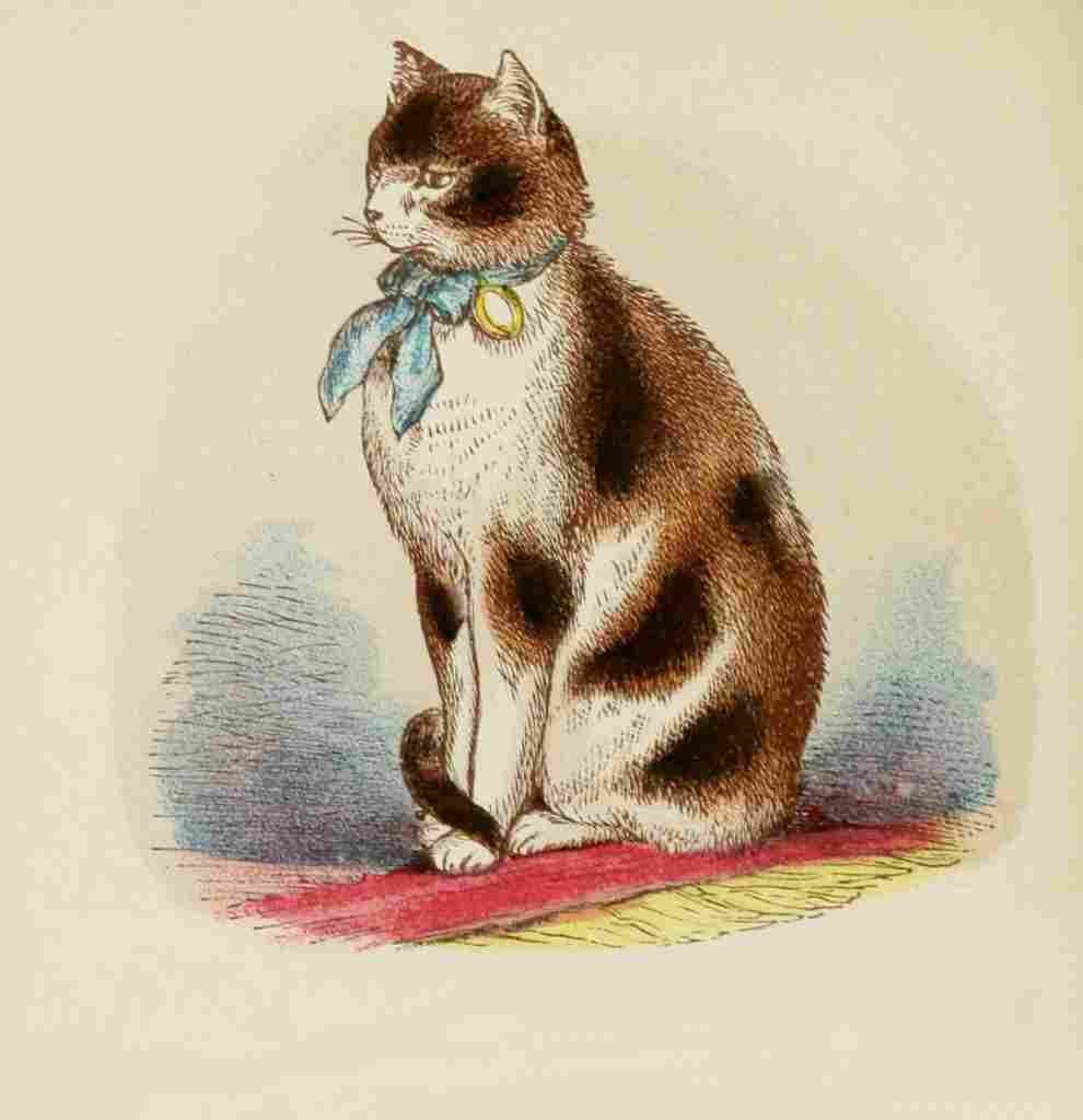 Unknown Cats 1877 Tortoiseshell & White A4 Photo Print
