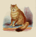 Unknown Cats 1877 Wild Cat A4 Photo Print