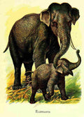 Unknown Friendly Animals 1905 Elephants A4 Photo Print