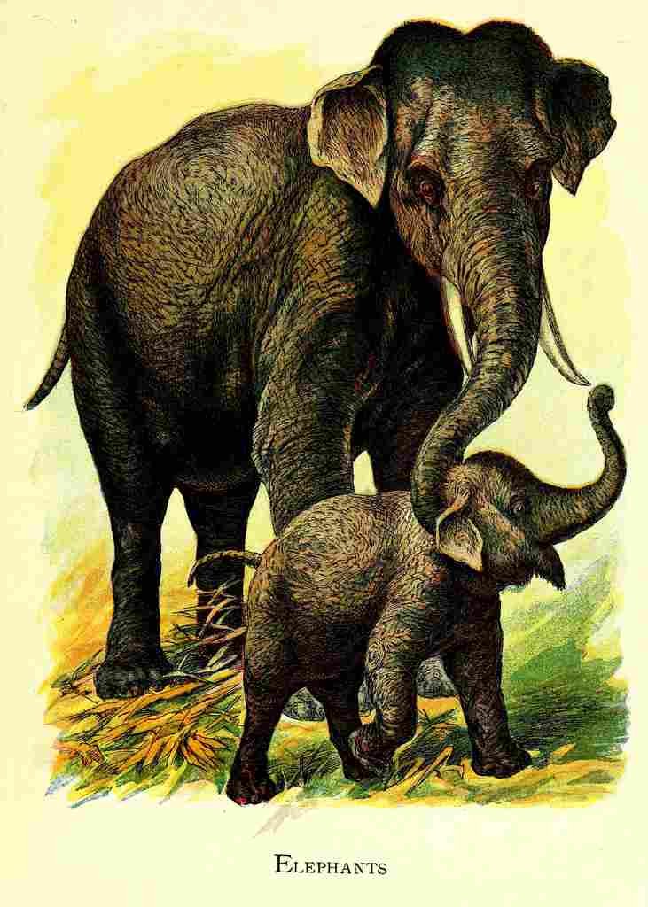Unknown Friendly Animals 1905 Elephants A4 Photo Print