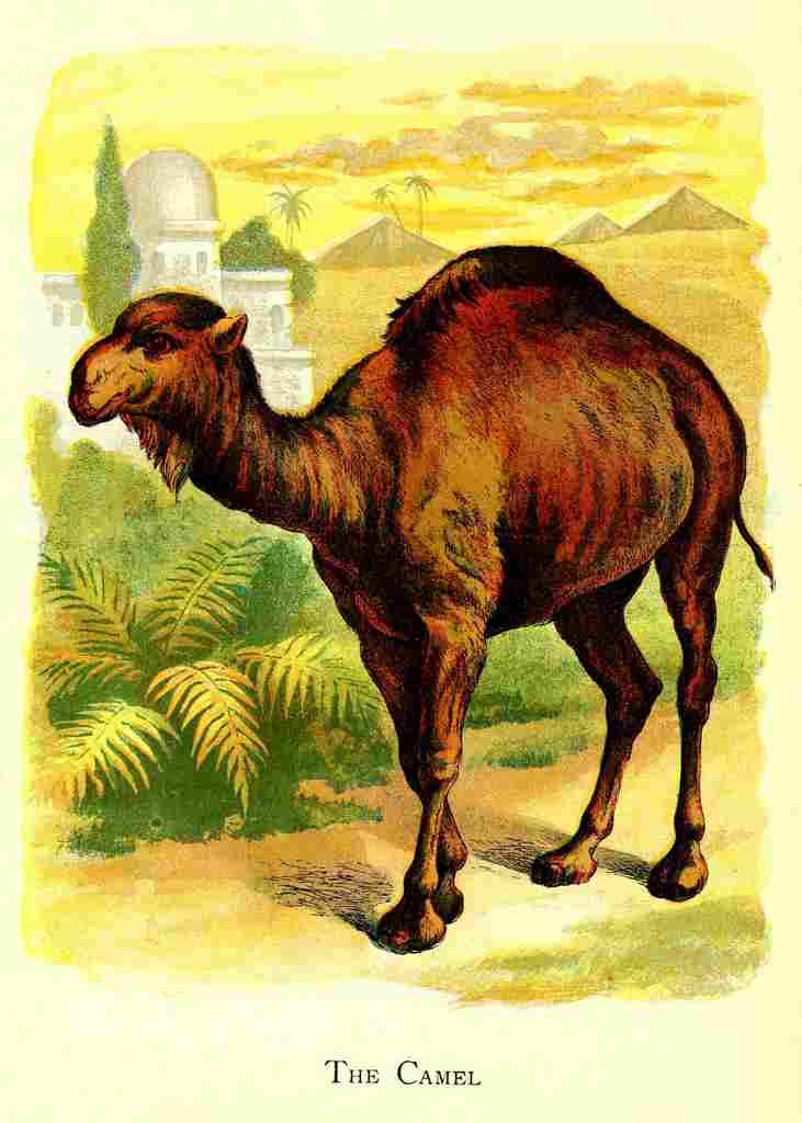 Unknown Friendly Animals 1905 The Camel A4 Photo Print