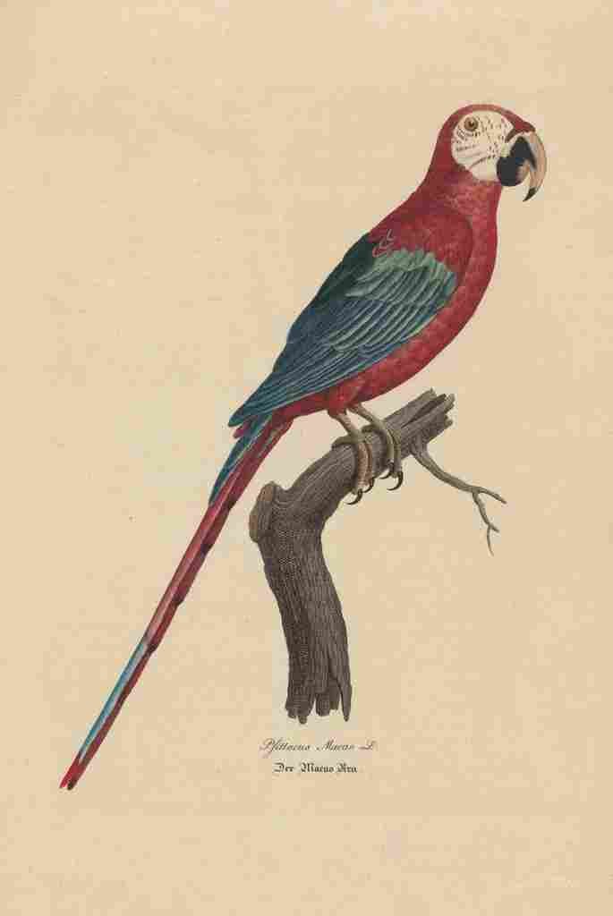 Unknown Monographie der Papergeien 1842 1 A4 Photo Print