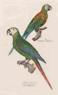 Unknown Monographie der Papergeien 1842 11 A4 Photo Print