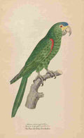 Unknown Monographie der Papergeien 1842 12 A4 Photo Print