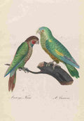 Unknown Monographie der Papergeien 1842 18 A4 Photo Print