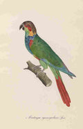 Unknown Monographie der Papergeien 1842 19 A4 Photo Print