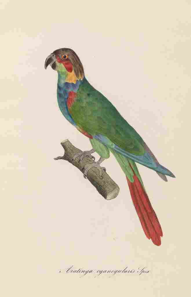 Unknown Monographie der Papergeien 1842 19 A4 Photo Print