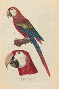 Unknown Monographie der Papergeien 1842 2 A4 Photo Print